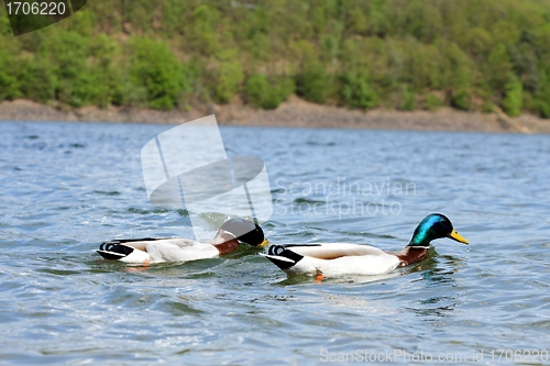 Image of lake ducks