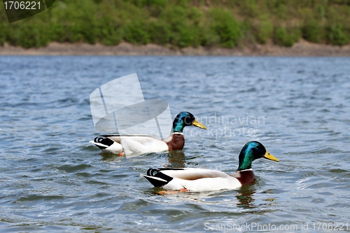 Image of lake ducks