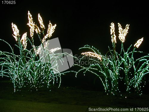 Image of Pampas Grass