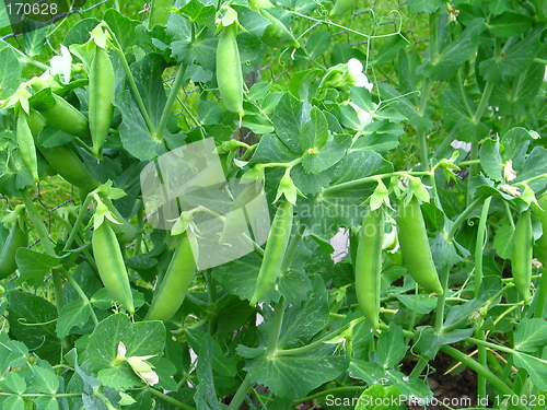 Image of Organic Peas