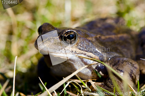 Image of Frog eye macro closeup of wet amphibian animal 