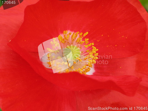 Image of Poppy