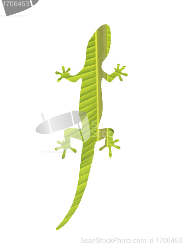 Image of Gecko on white