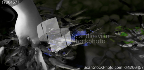 Image of Fish spa