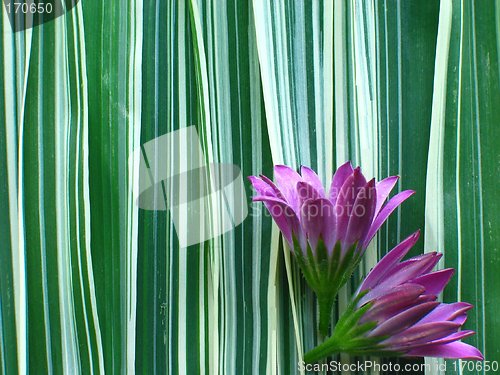 Image of Flowers and Ribbon Grass