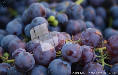 Image of Purple Grapes