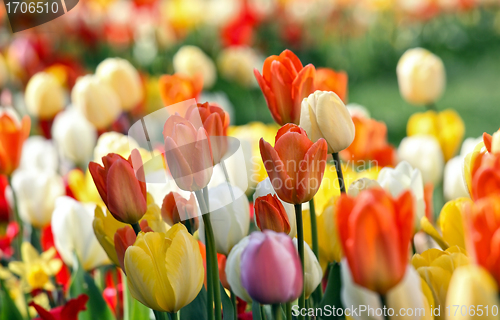 Image of colorful tulips 