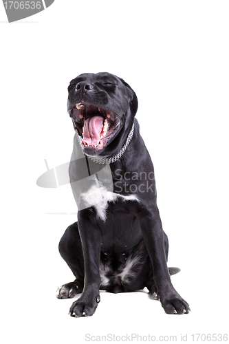 Image of Cane Corso purebred dog