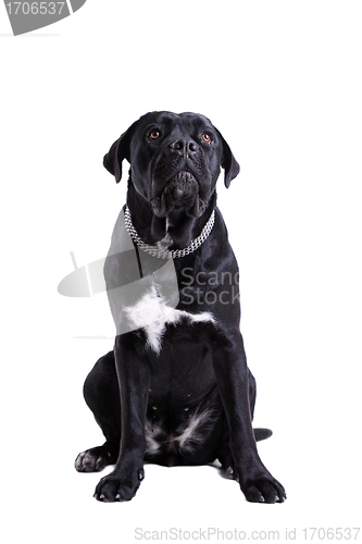 Image of Cane Corso purebred dog