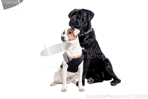 Image of Jack Russel Terrier and Cane Corso