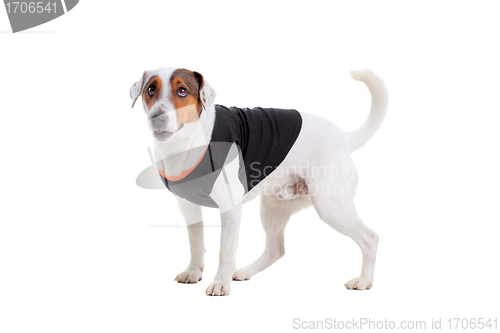 Image of Jack Russel Terrier dog portrait