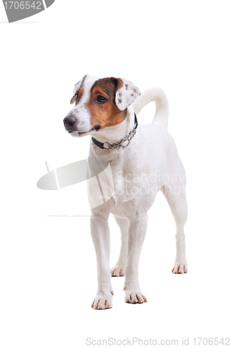Image of Jack Russel Terrier dog portrait