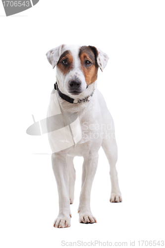 Image of Jack Russel Terrier dog portrait