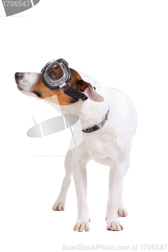 Image of Jack Russel Terrier dog portrait