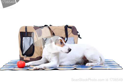 Image of Jack Russel Terrier with a carrying bag