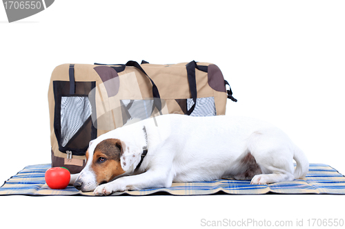 Image of Jack Russel Terrier with a carrying bag