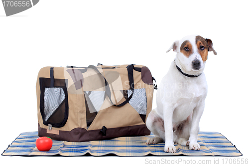 Image of Jack Russel Terrier with a carrying bag