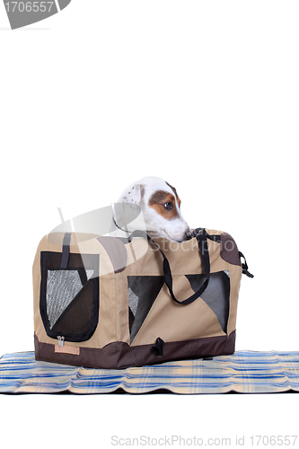 Image of Jack Russel Terrier with a carrying bag