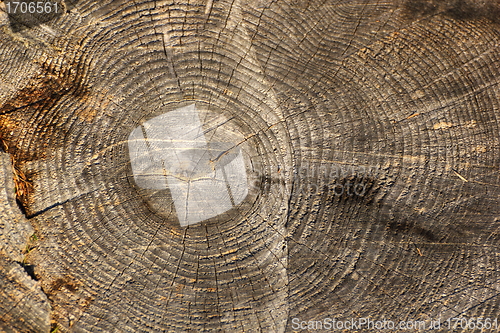 Image of dead wood texture
