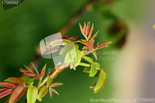 Image of emerging buds