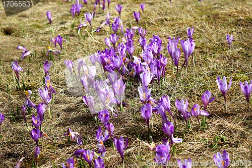 Image of mountain flowers
