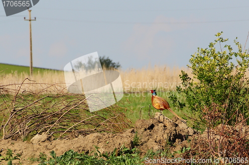 Image of pheasant in the field