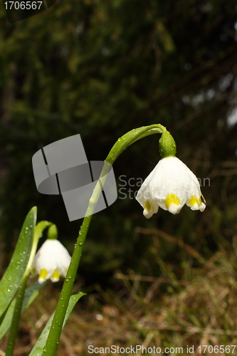 Image of snowdrop after the rain