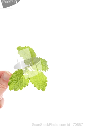 Image of Lemon Balm in Hand