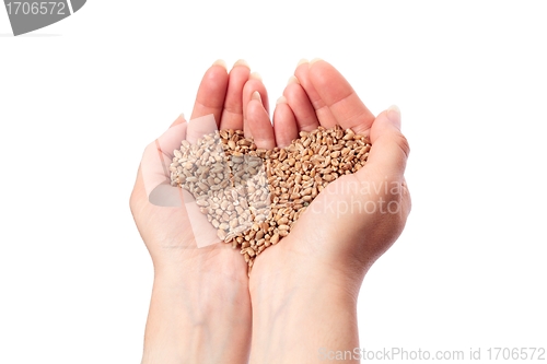 Image of Wheat Heart in Hand