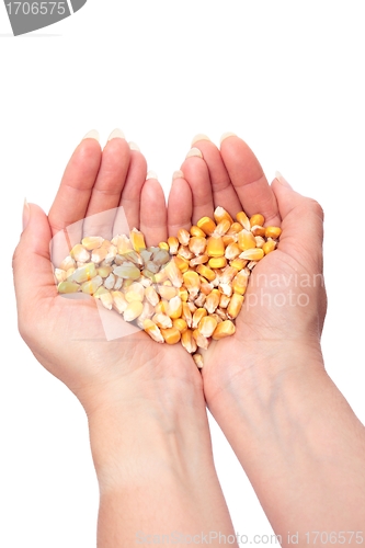 Image of Yellow Corn in hand