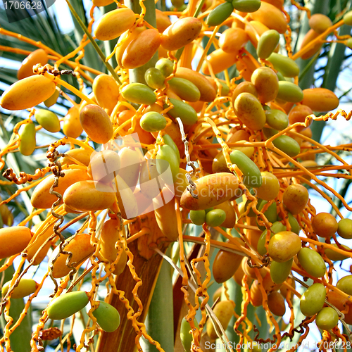 Image of Date palm tree with dates