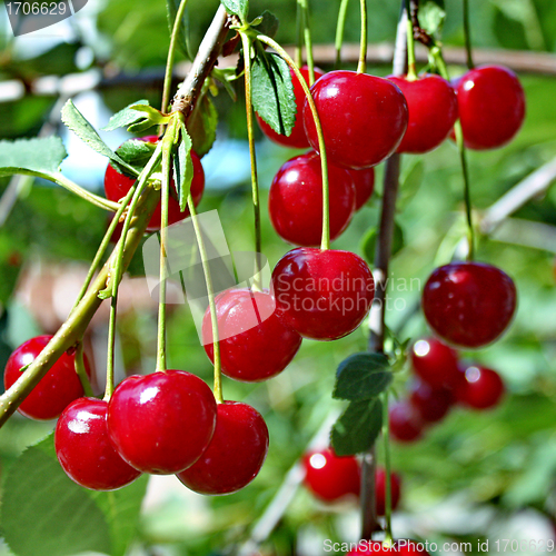 Image of Cherries on a branch