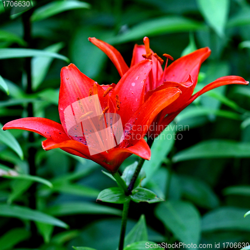 Image of beautiful red lily 