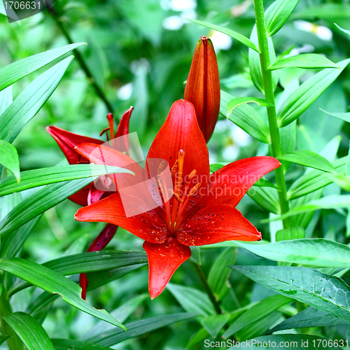 Image of  beautiful red lily