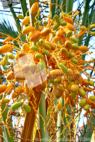 Image of Date palm tree with dates