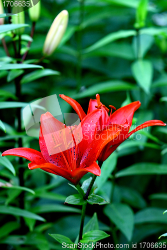 Image of  beautiful red lily