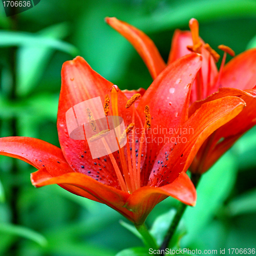 Image of  beautiful red lily