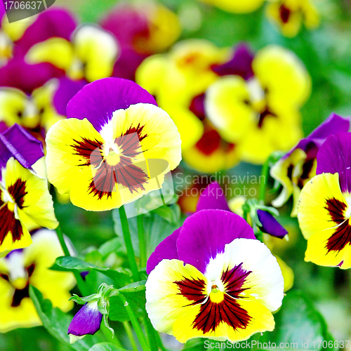 Image of  Colorful Pansy Flowers in Spring