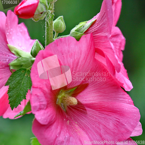 Image of Pink malva Silvestris. Mallows