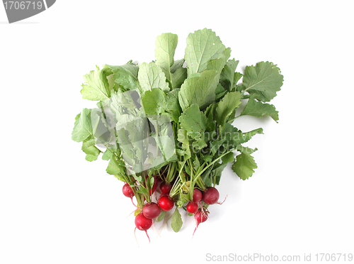 Image of Radish vegetables