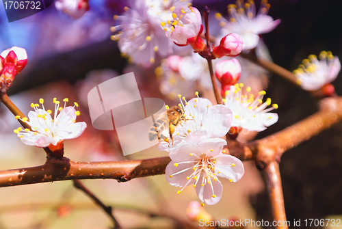 Image of Flowering Tree Apricot and Bee Spring colorful background