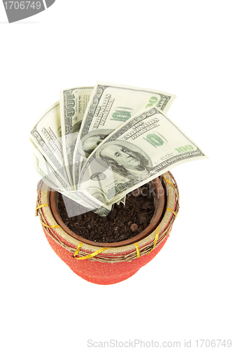 Image of Money tree 