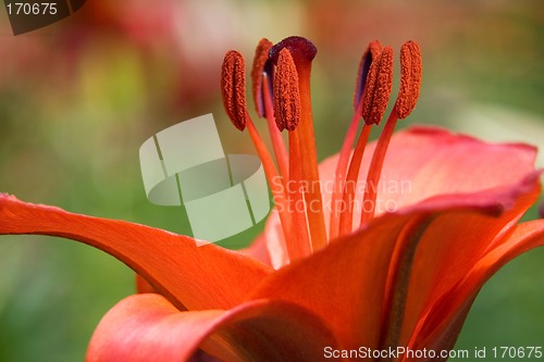 Image of Red Lily
