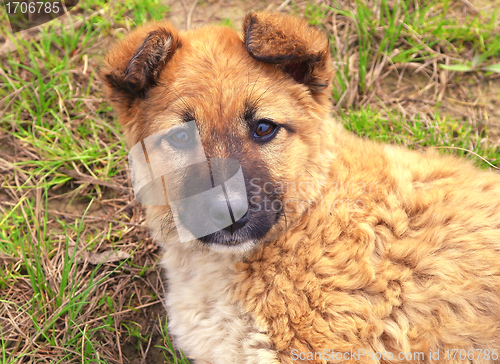 Image of Puppy brown Cute on grass