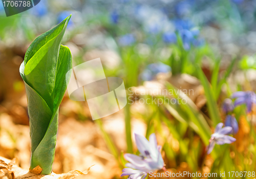 Image of Spring Fresh sprout grass growing