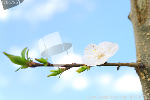 Image of Flower Apricot tree on branch white