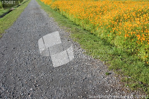 Image of Flower Road