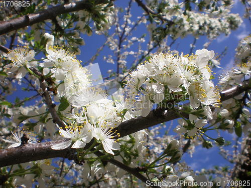 Image of Spring
