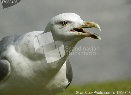 Image of Seagull