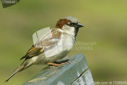 Image of House sparrow